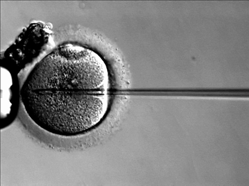 In vitro fertilization of an egg.