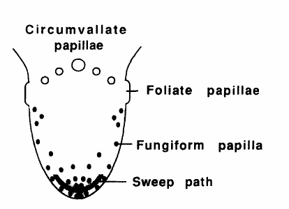 Circumvallate papillae diagram.