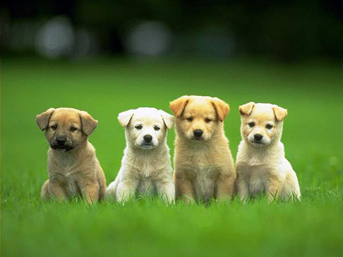 dogs kickin' it